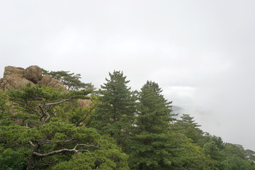 韩国雪岳山植被和云雾