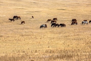 秋季草原吃草的马群