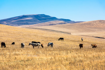 秋季草原牧马群
