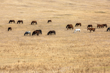 秋季草原放牧马群