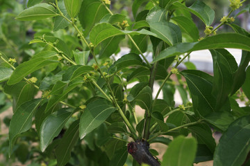 红枣树枣花