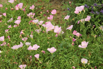 月见草