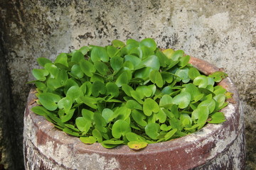 水培植物