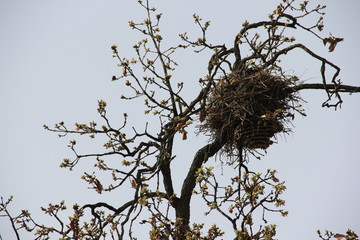 鹊巢