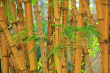 黄金竹背景