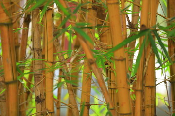 黄金竹背景