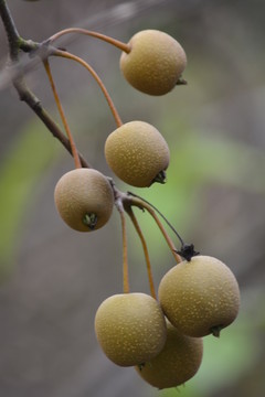 马尾天马山公园植物果实