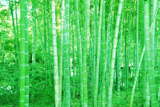 竹子