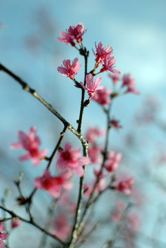 樱花特写