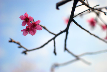 樱花特写景深