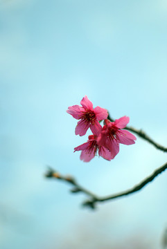 樱花特写景深