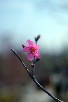 春天日本樱花