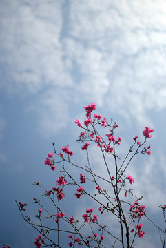 春天日本樱花