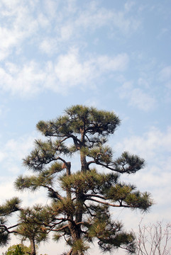 大罗汉松树