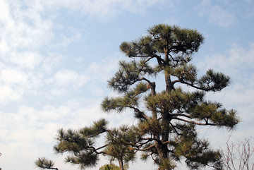 大罗汉松树