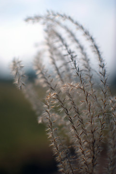 芦苇荻