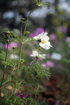 粉色特写大波斯菊秋英