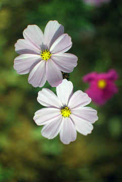 白色特写大波斯菊秋英