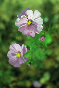 粉色特写大波斯菊秋英