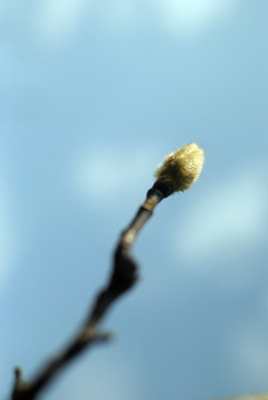 紫玉兰树花蕾苞