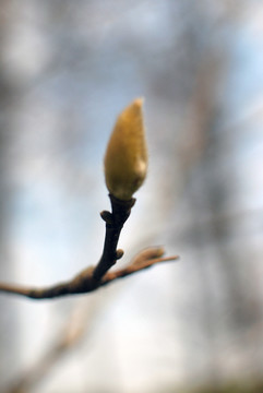 紫玉兰树花蕾