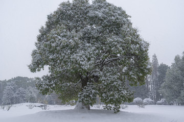 武汉雪景风光