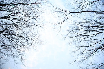 树枝天空背景素材