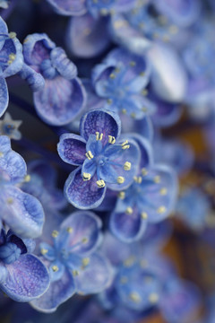 紫色的花