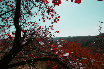 满山红叶