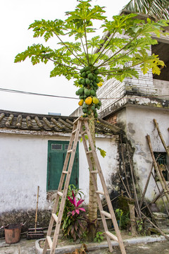 木瓜树