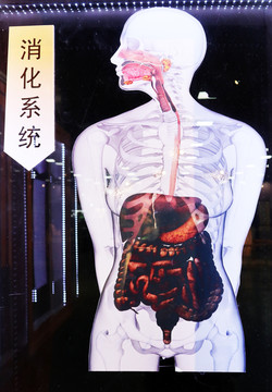 人体器官雕塑