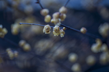 梅花