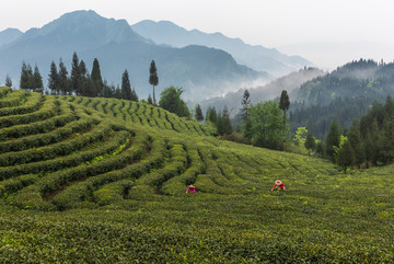 茶山采茶