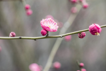 高清梅花