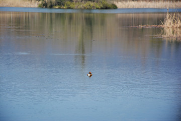 湖面野鸭