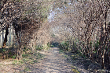 爱情植物隧道