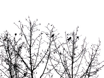 树上的鸟