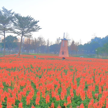 金鱼草花海