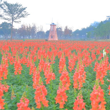 金鱼草花海