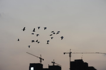 鸟群飞越建筑工地