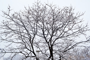 雪压枝头