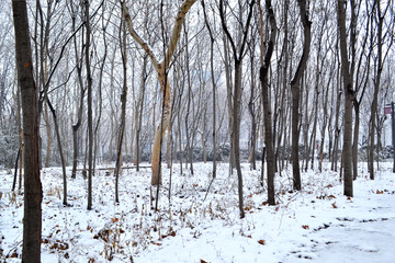 雪后树林