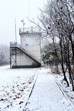 雪后树林