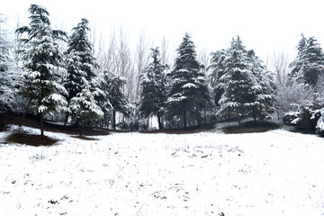 雪景