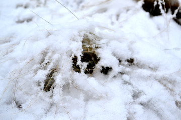 雪后小景