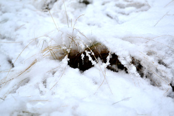 雪景