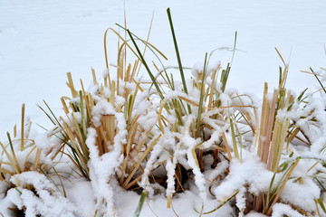 雪后小景