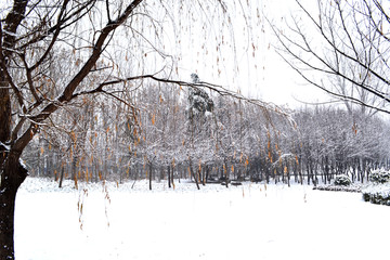 冬天的雪景