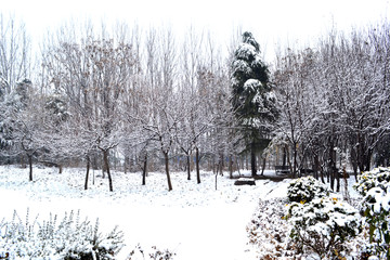 冬天的雪景