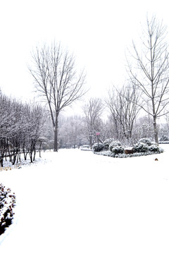 冬天的雪景